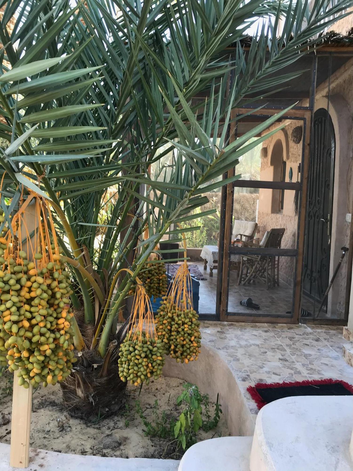 Siwa Spot Daire Siwa Oasis Dış mekan fotoğraf