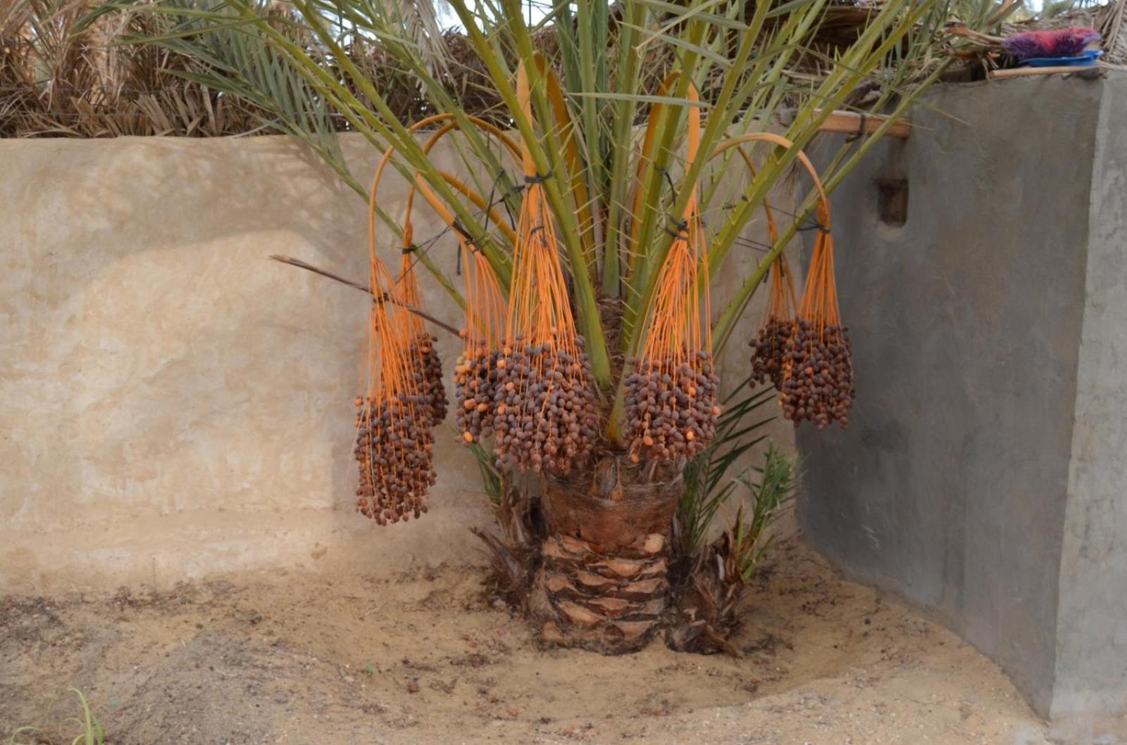 Siwa Spot Daire Siwa Oasis Dış mekan fotoğraf