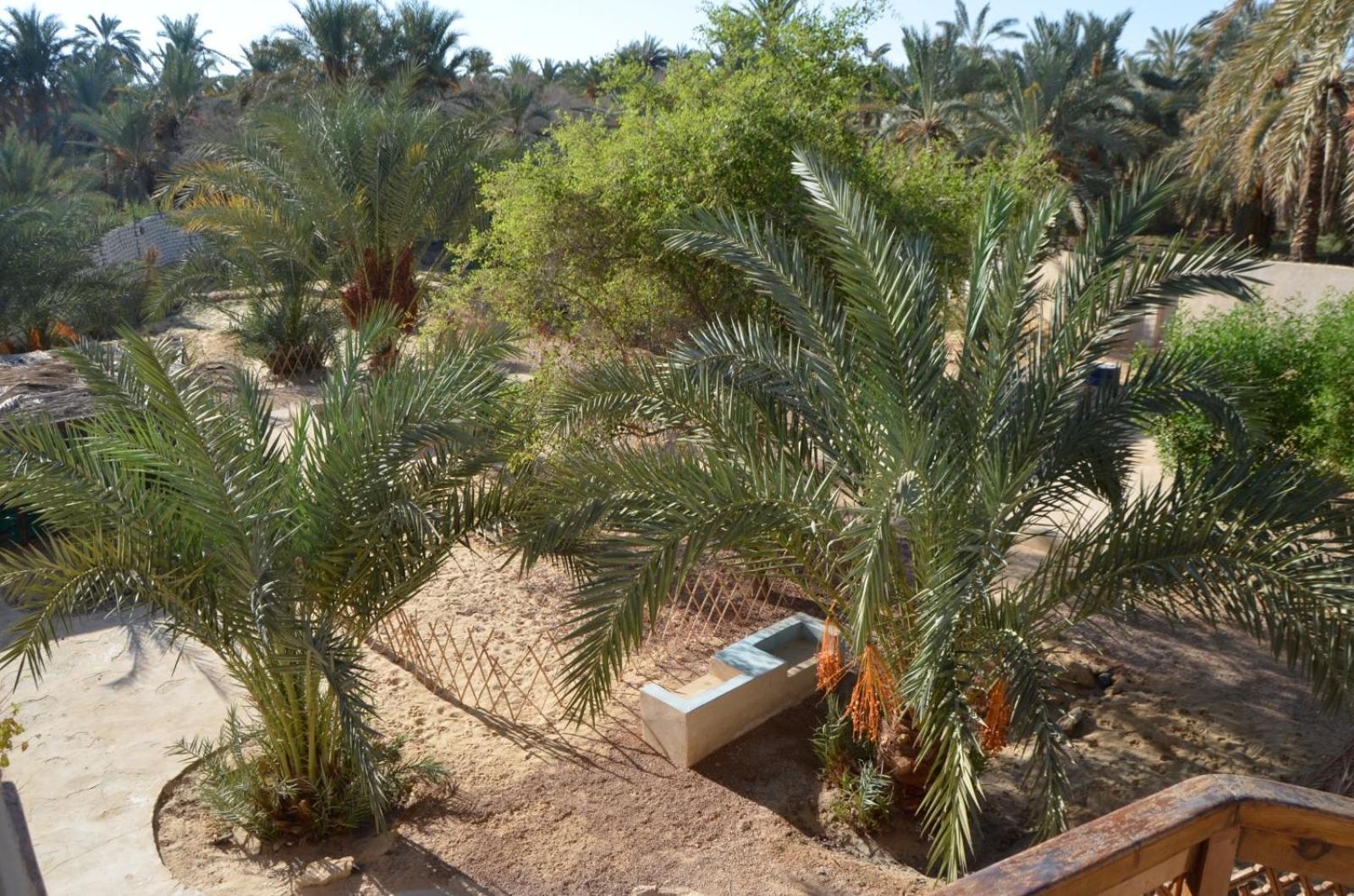 Siwa Spot Daire Siwa Oasis Dış mekan fotoğraf