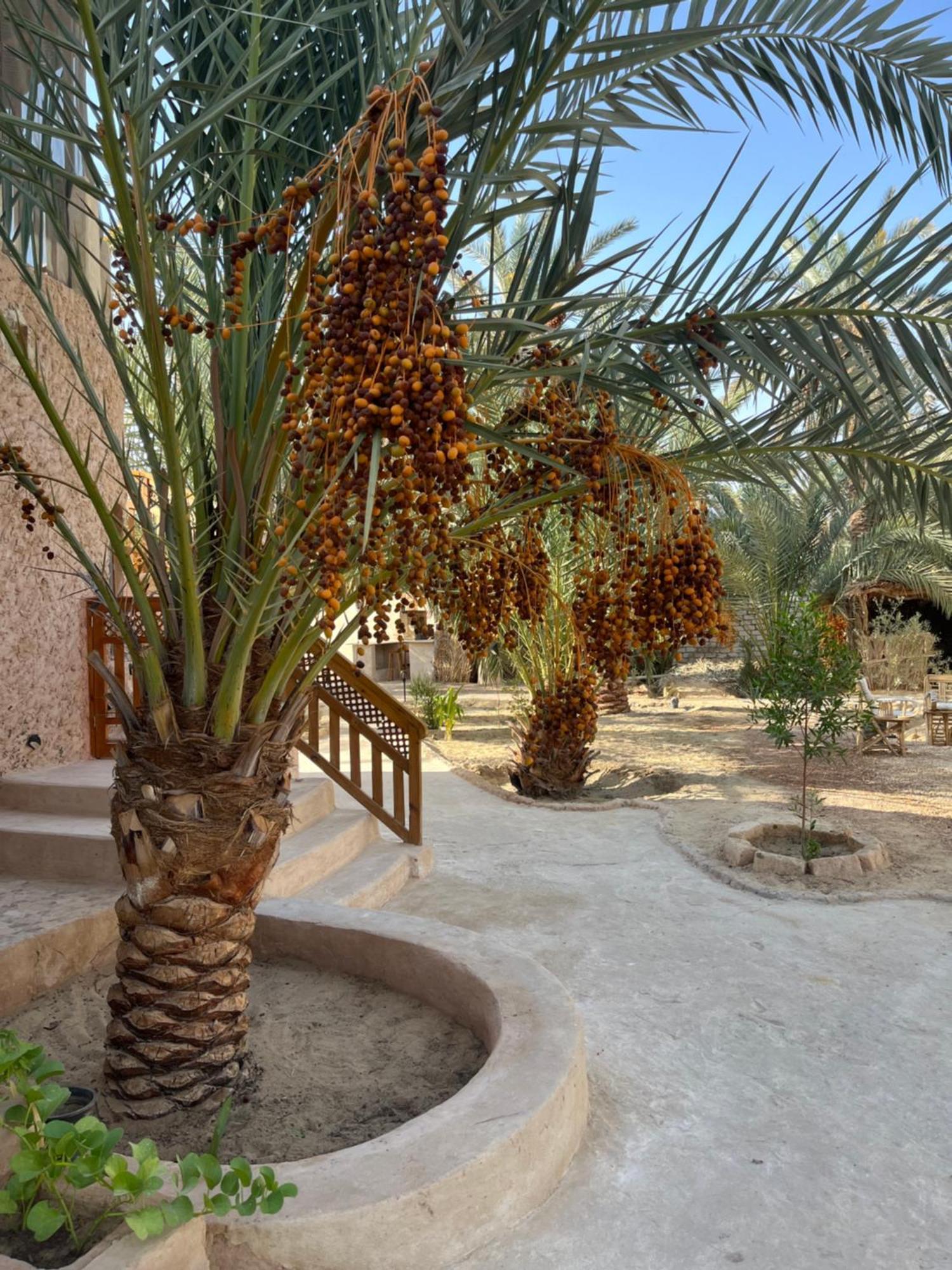 Siwa Spot Daire Siwa Oasis Dış mekan fotoğraf